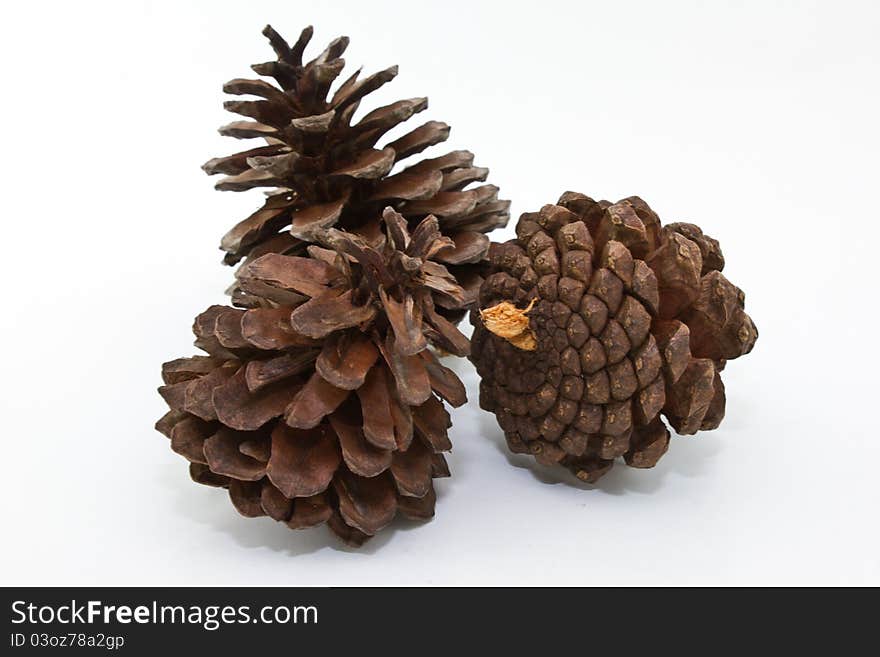 Pine cones