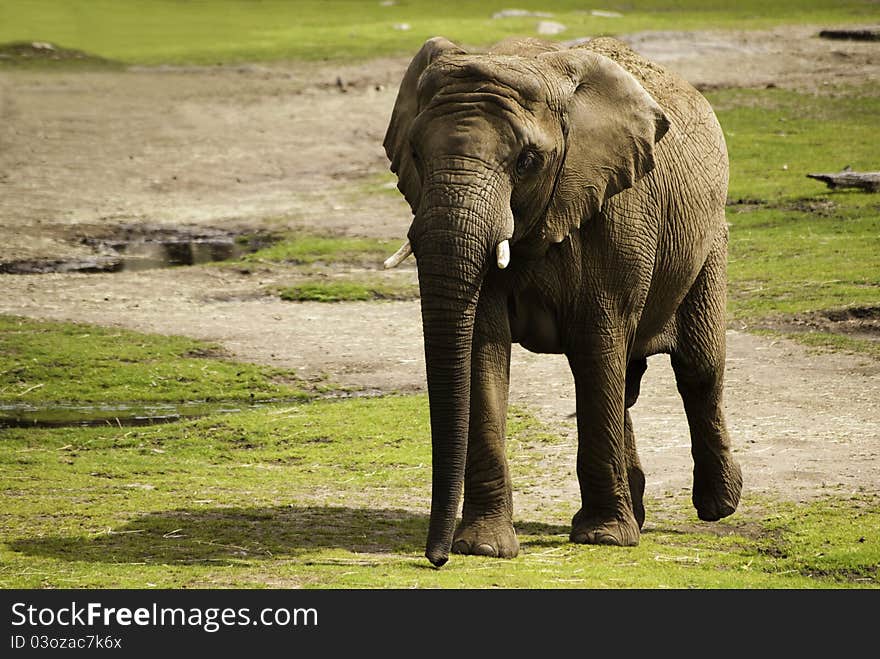 Elephant In A Zoo