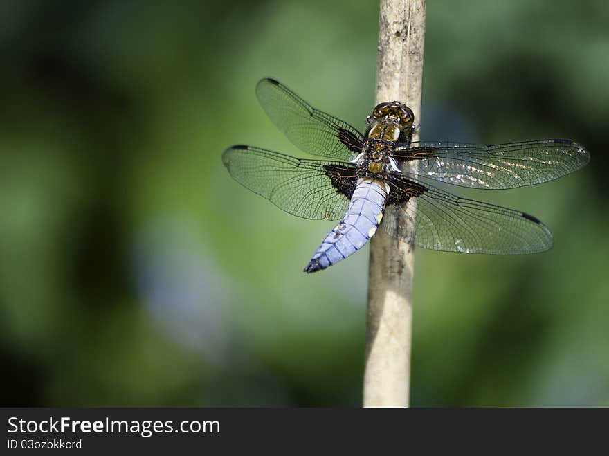 Dragonfly On A Stem