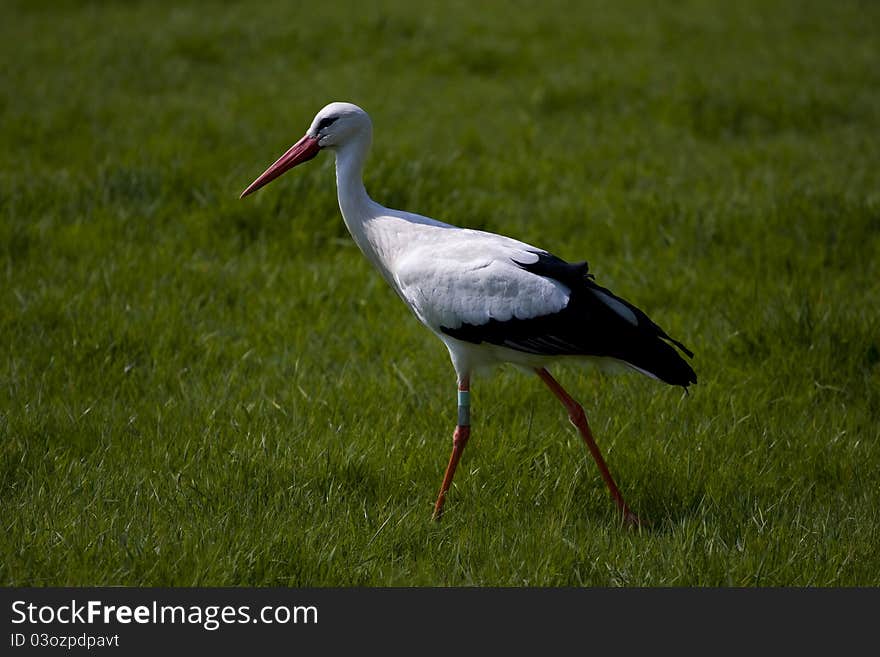 Walking stork