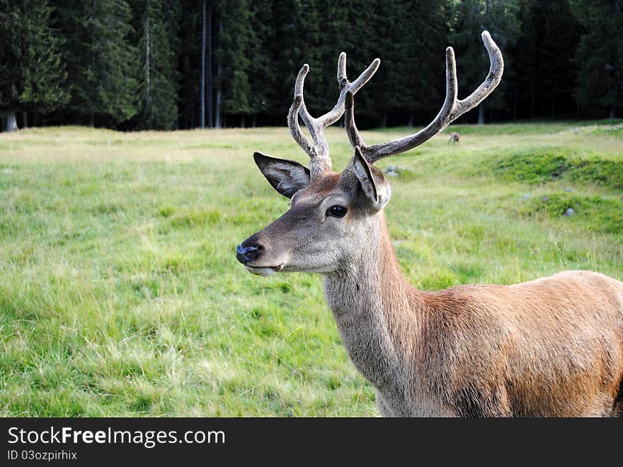 Horny male deer  in mountain landscape