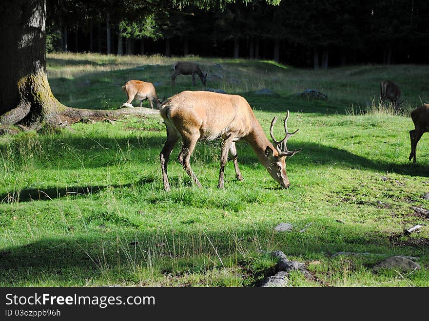 Horned male deer  pastures in mountain landscape