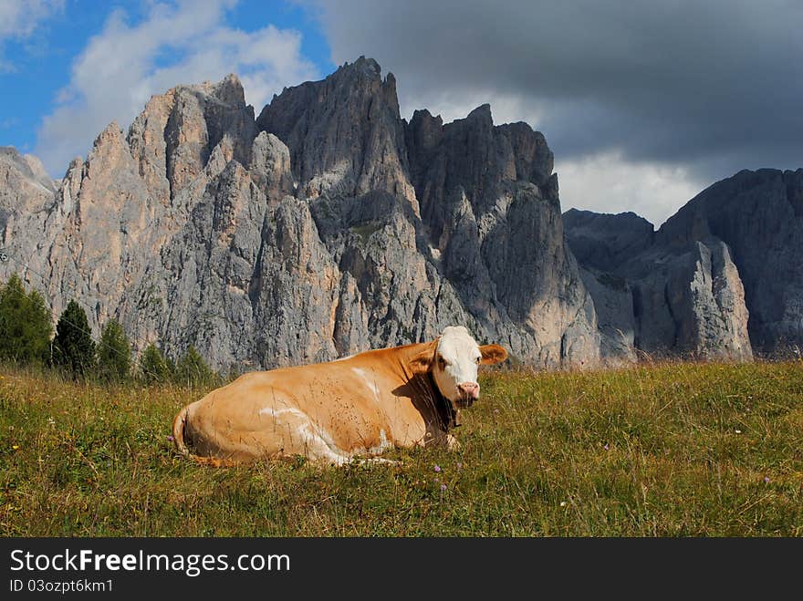 Brown cow rests in the grass with alps background