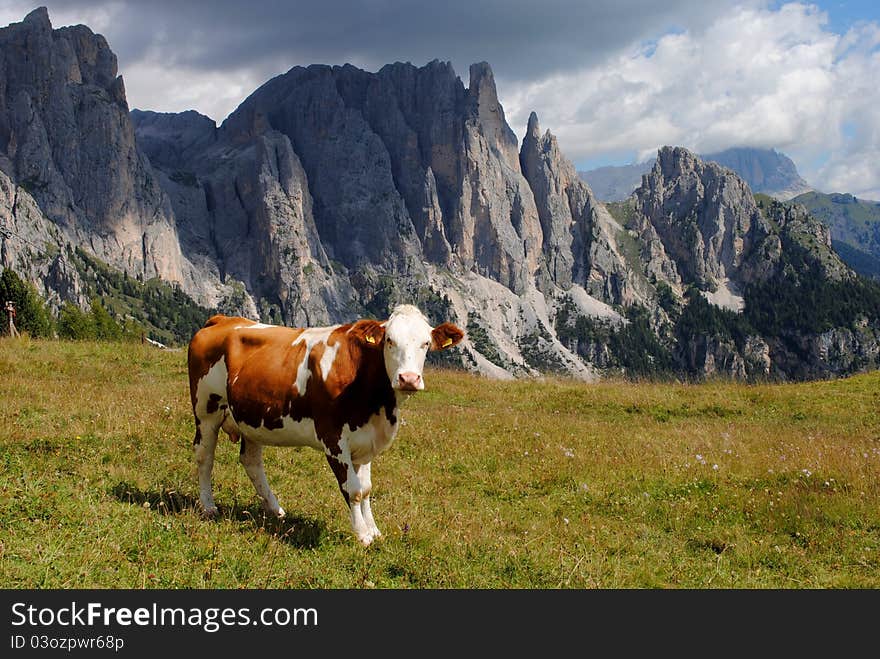 Brown cow looking at camera with alps background