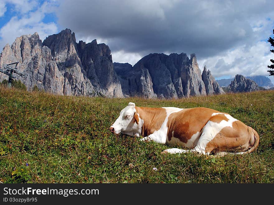 Brown cow rests in the grass with alps background