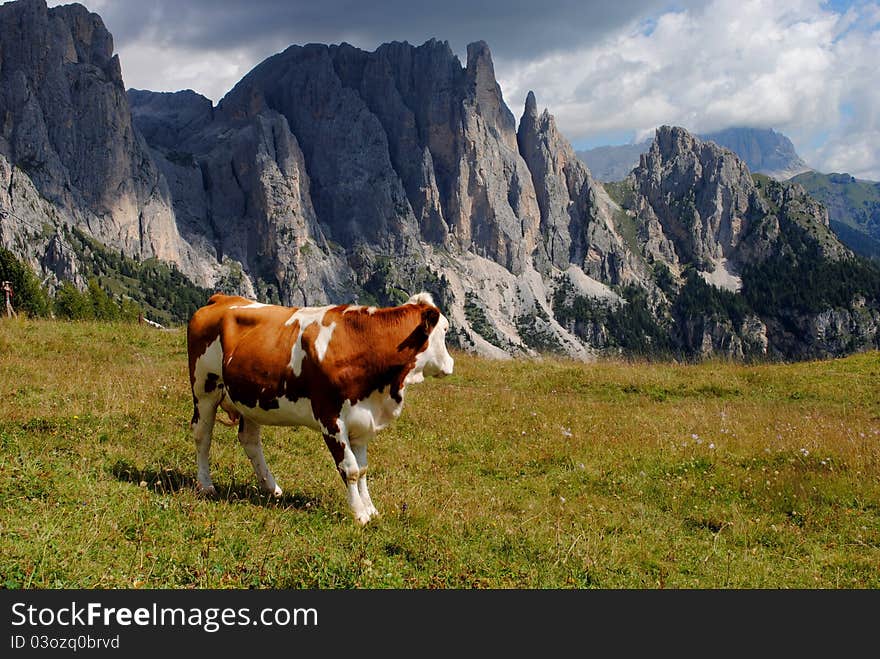 Brown cow looking mountains with alps background