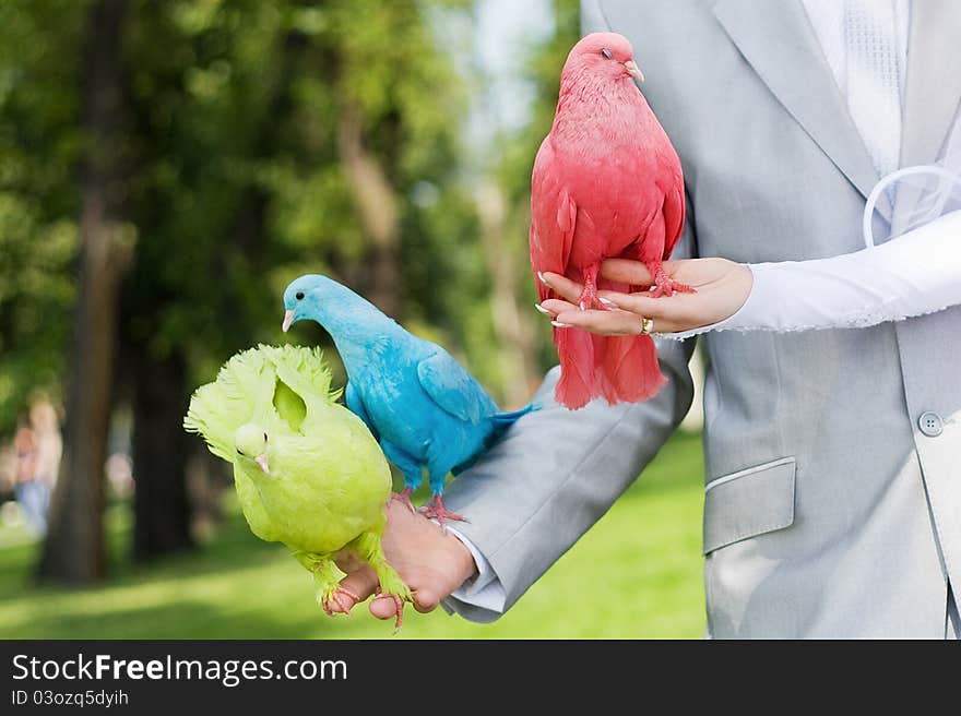 Wedding pigeons in the hands