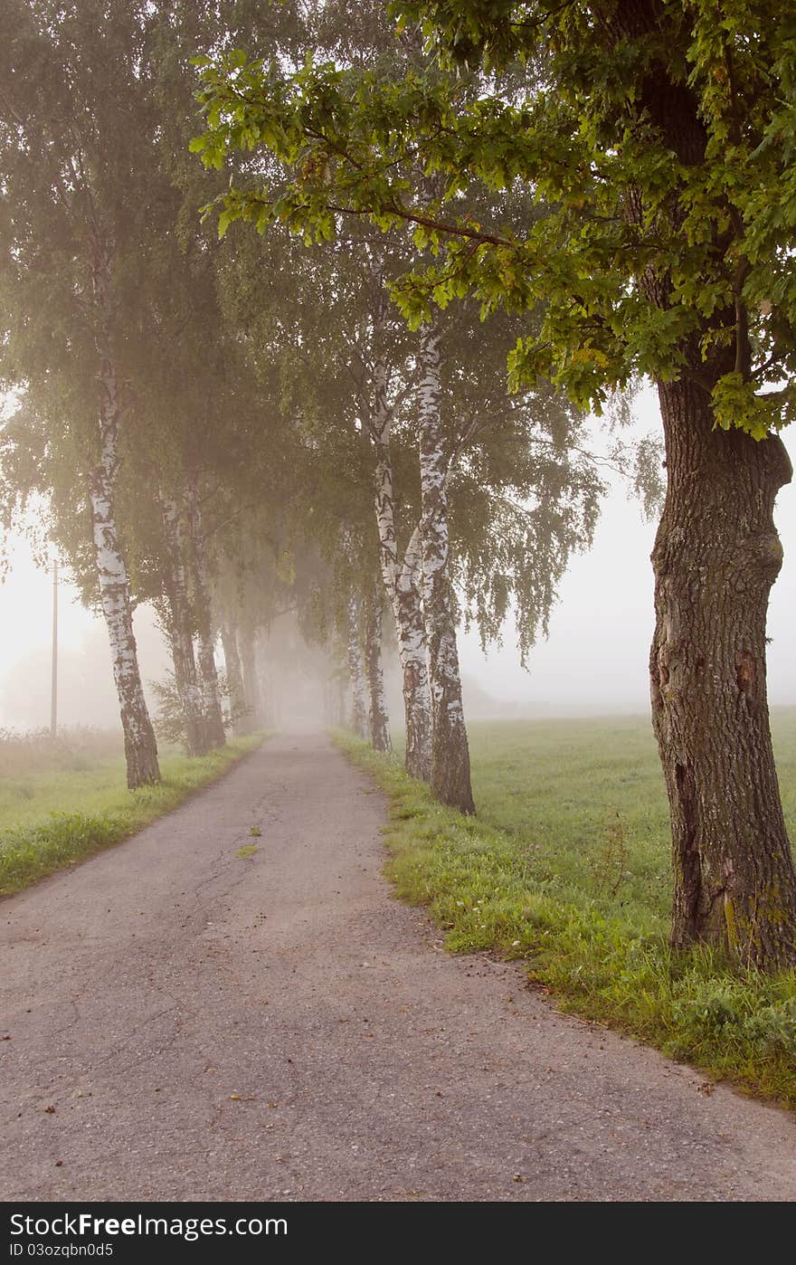 Morning mist and road