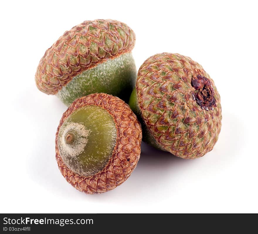 Studio shot of three green acorns on white background. Studio shot of three green acorns on white background