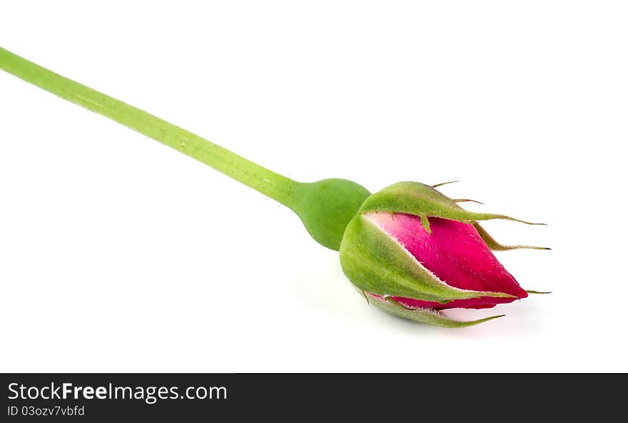 Studio shot of macro image of red rose on white background