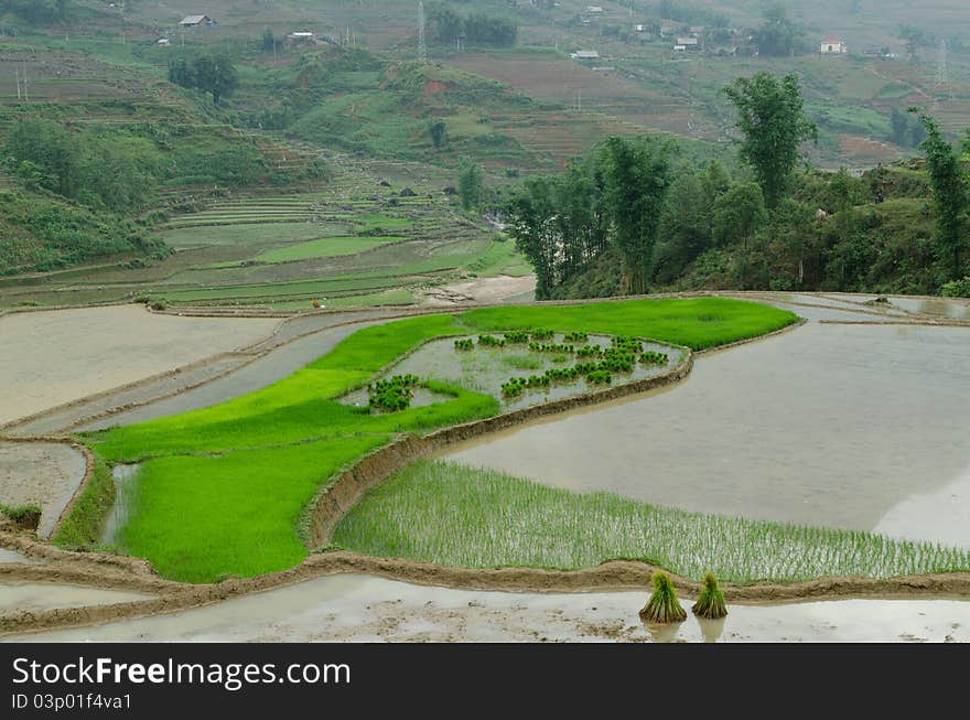 A paddy field in Sapa valley, with this vivid green. A paddy field in Sapa valley, with this vivid green