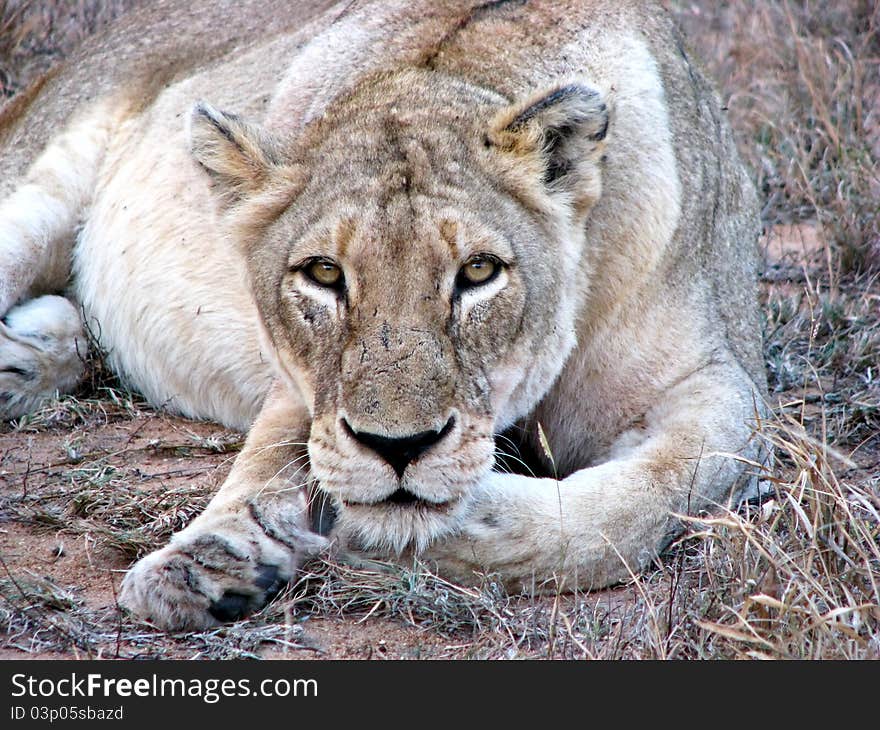 A lioness in South Africa staring at the camera. A lioness in South Africa staring at the camera.