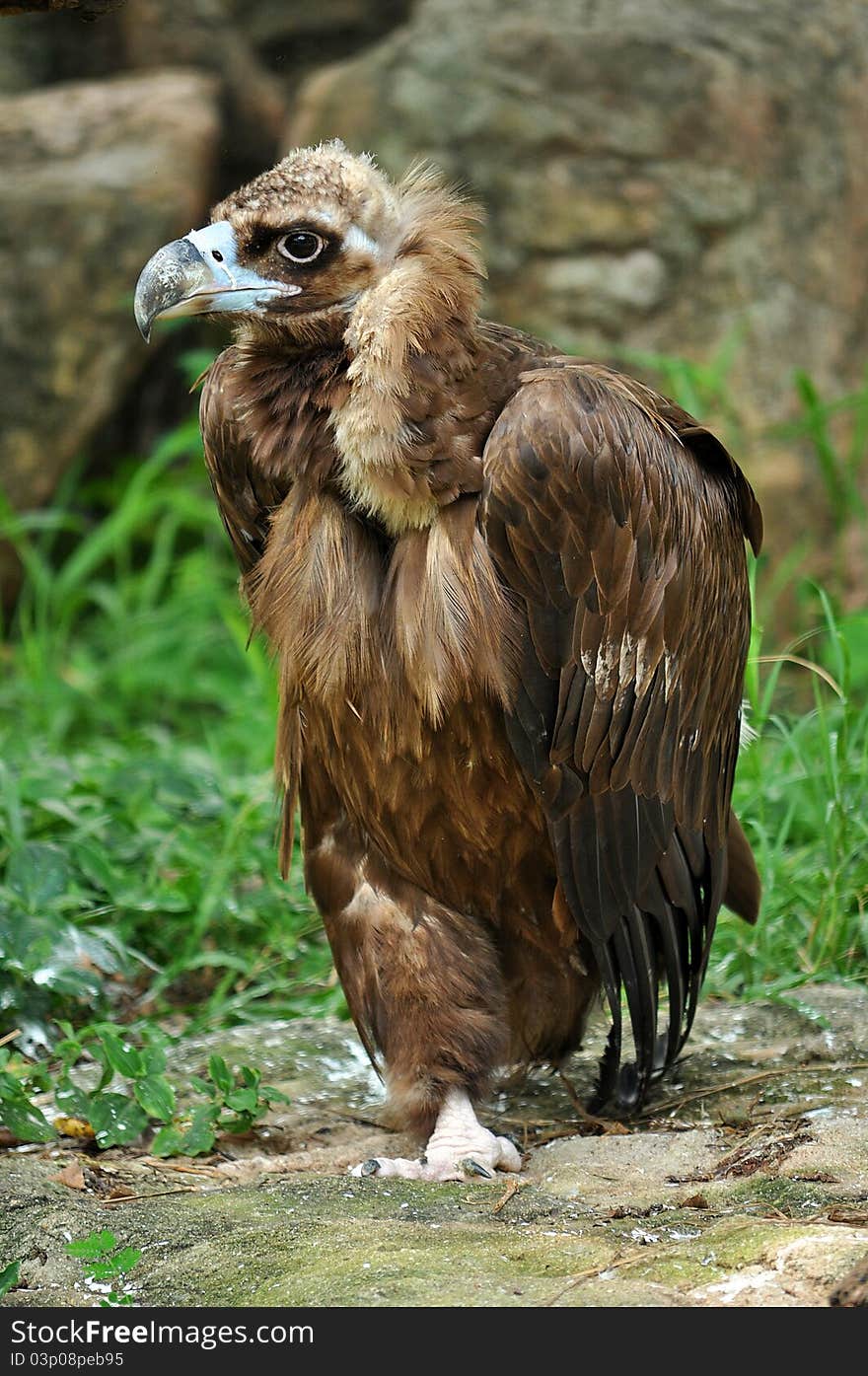 The Cinereous Vulture