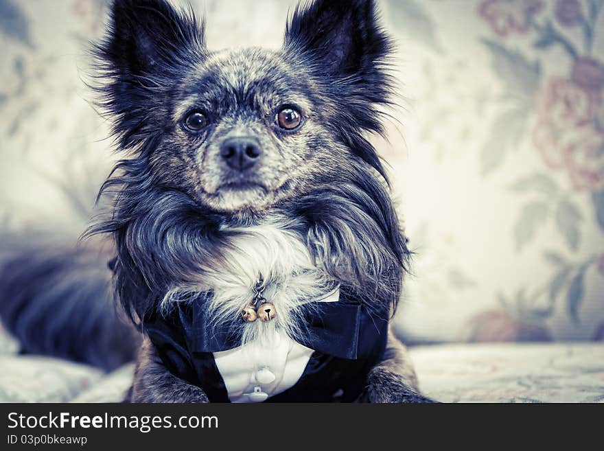 Toby, a groomsman at a wedding reception. Toby, a groomsman at a wedding reception.