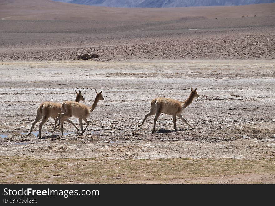 Vicuna in the Atacama Desert