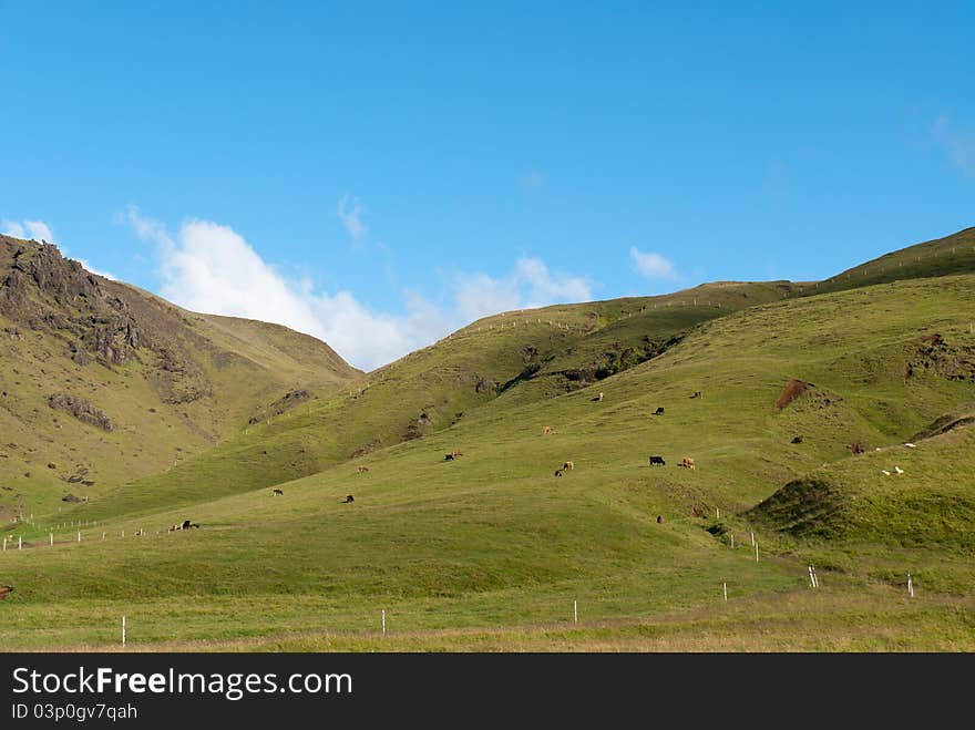 Landscape of hills with cows in Iceland. Landscape of hills with cows in Iceland