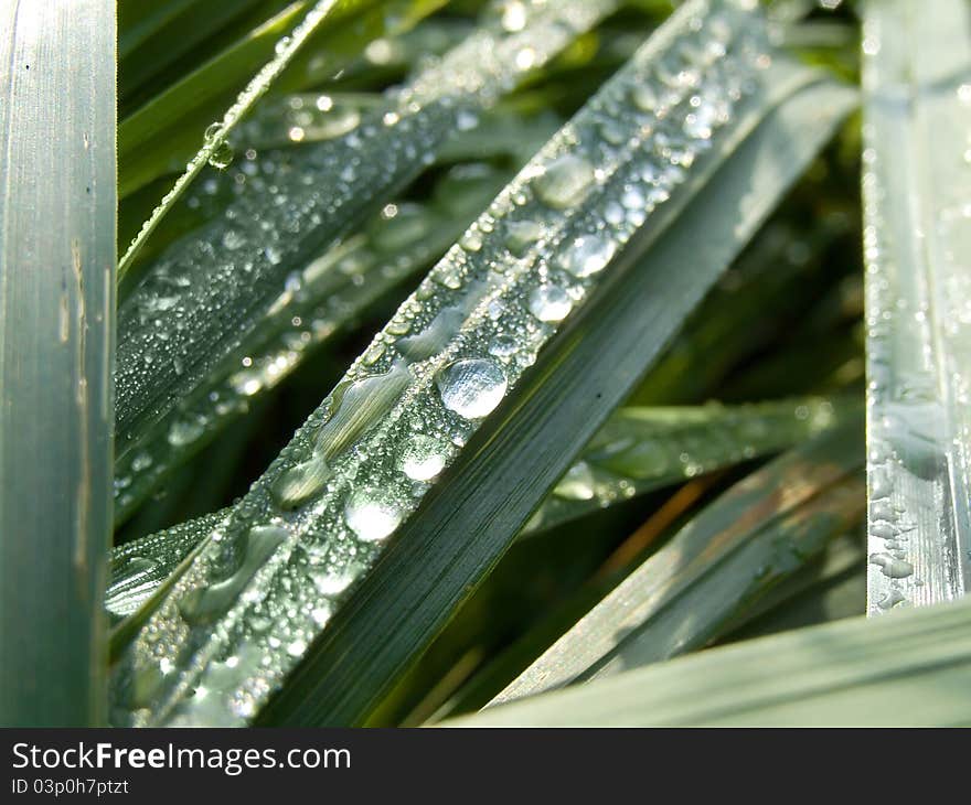 Close-up of green grass. Close-up of green grass