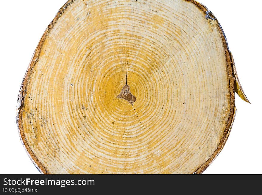 Cut of a birch