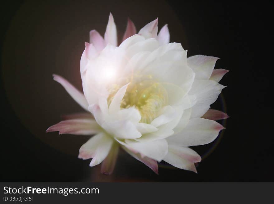 Mystery cactus flower on black