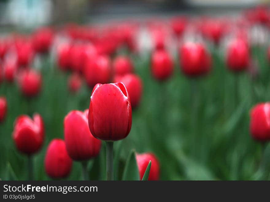 Bed of red tulips in the street