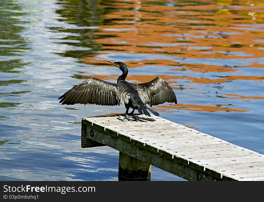 Great cormorant drying wings