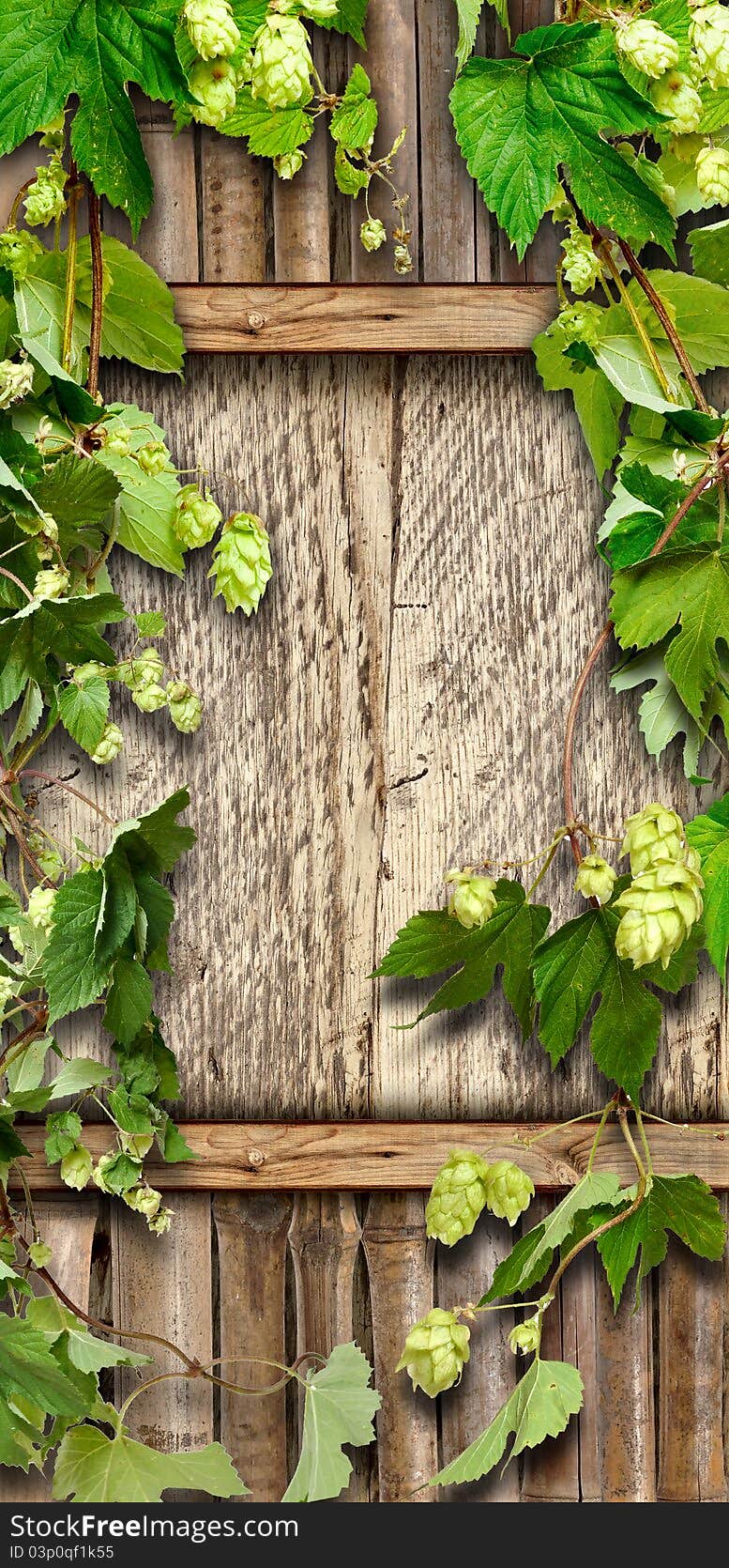 Thrickets of hop on a wooden wall