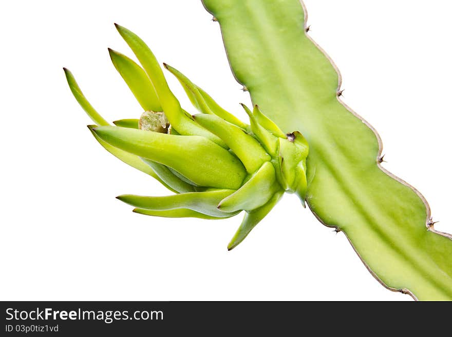 Young dragon fruit on its tree isolated on white background. Young dragon fruit on its tree isolated on white background