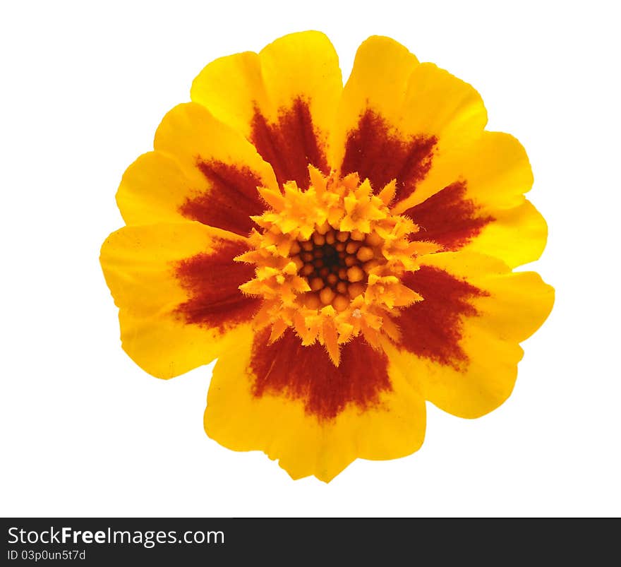 Yellow flower isolated over white background