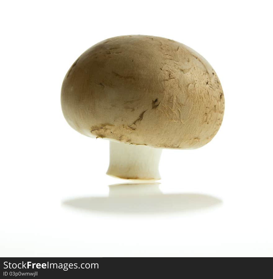 Brown champignon on white background