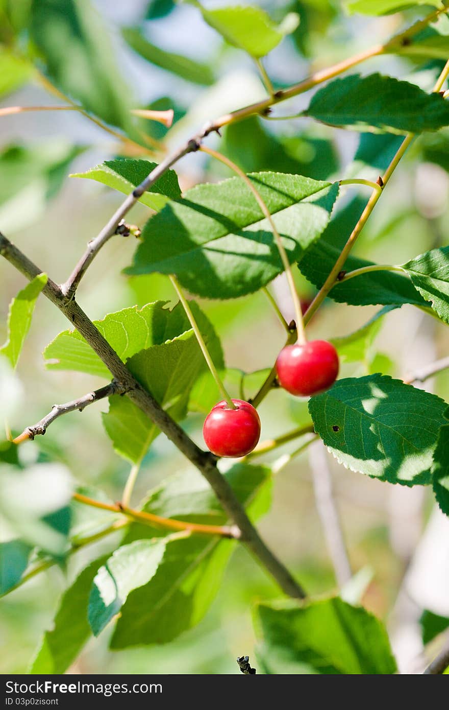 High resolution image of red cherry