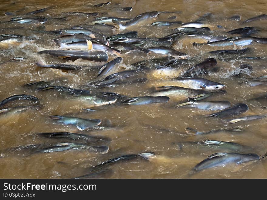 Feeding Fish On A Riverside