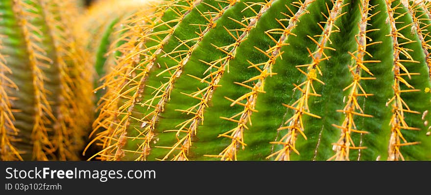 Green cactus in brightly yellow needles. Green cactus in brightly yellow needles