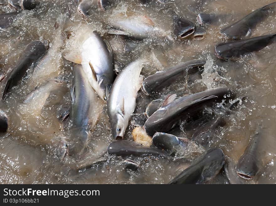 Feeding Fish On A Riverside