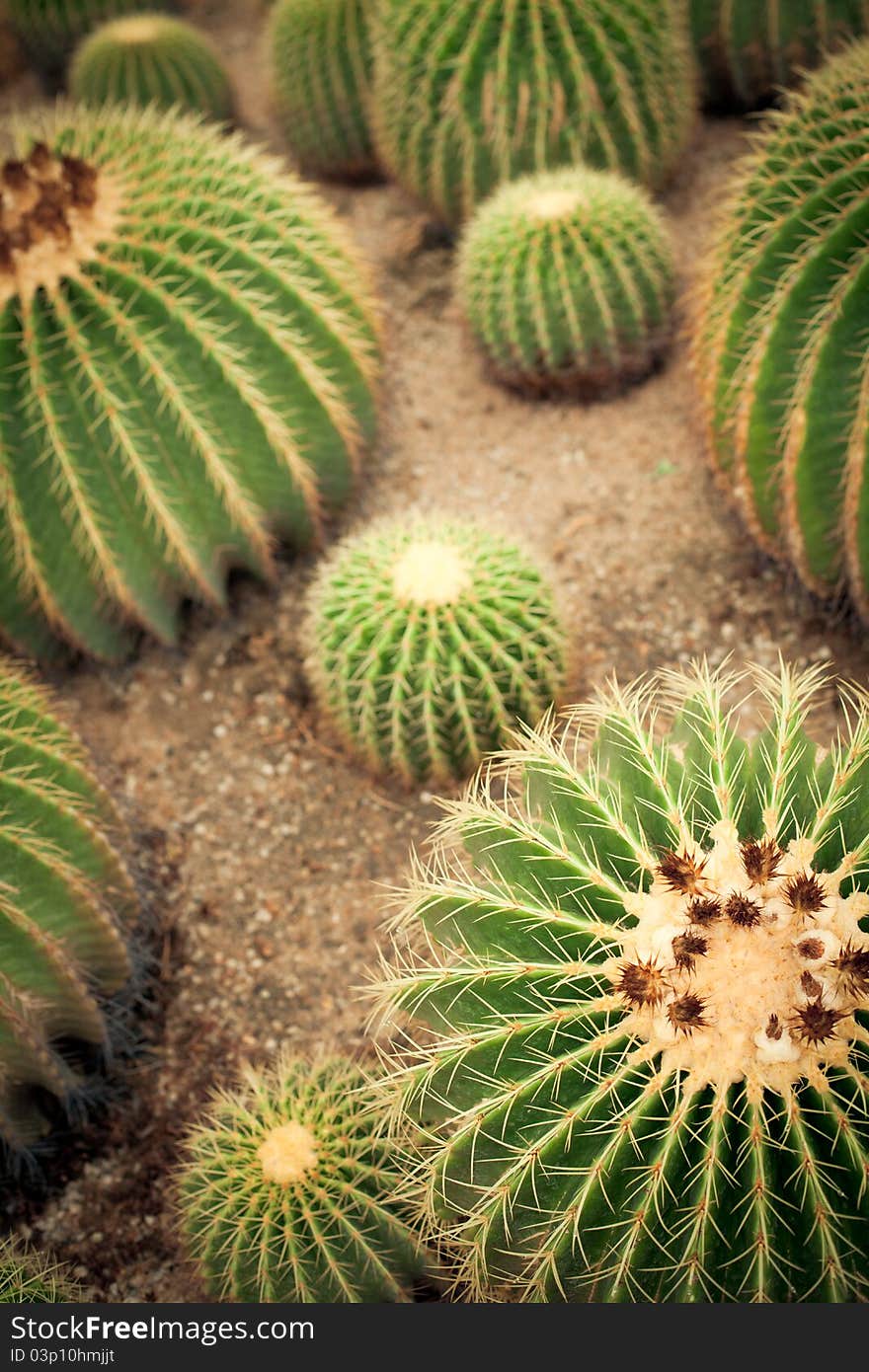 Some the big cactuses. A kind with top. Some the big cactuses. A kind with top.