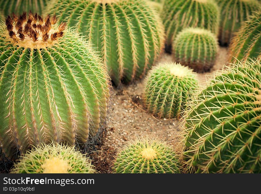 Some the big cactuses. A kind with a side. Some the big cactuses. A kind with a side.