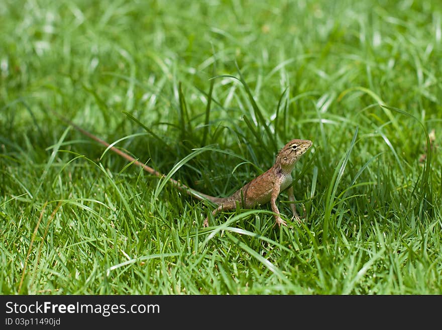 The small brown lizard costs in a green grass. The small brown lizard costs in a green grass.