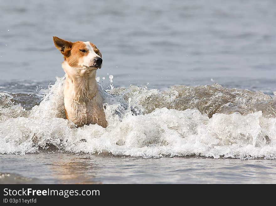 The dog bathes in water