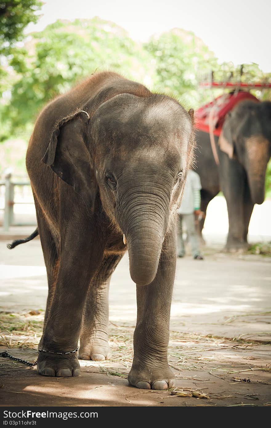 The elephant calf in a zoo