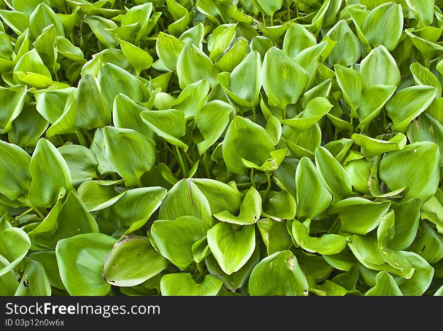 Floating green leaf