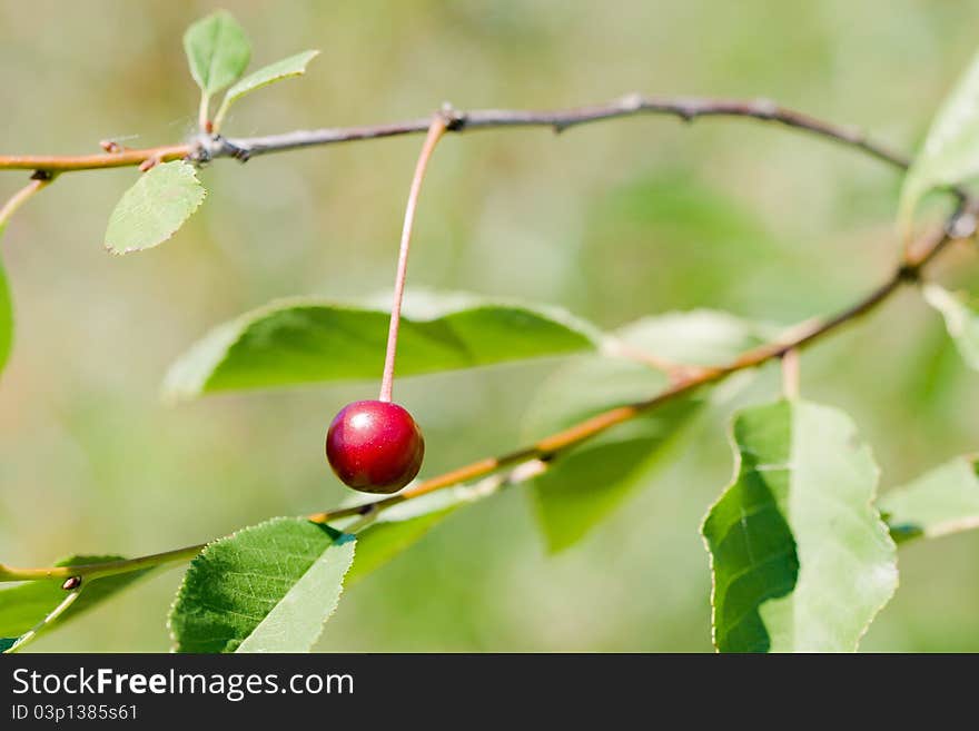 High resolution image of red cherry