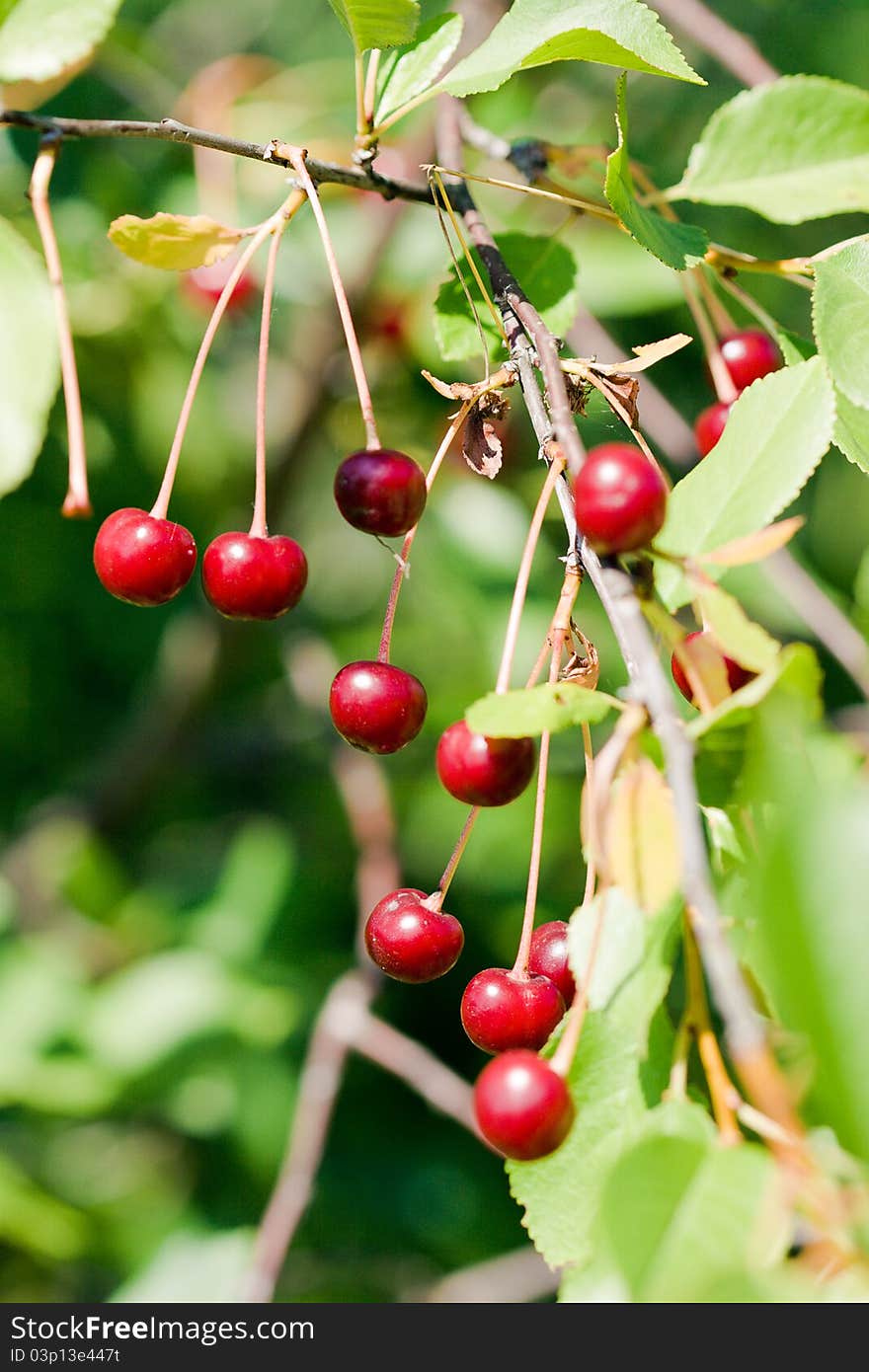 High resolution image of red cherry