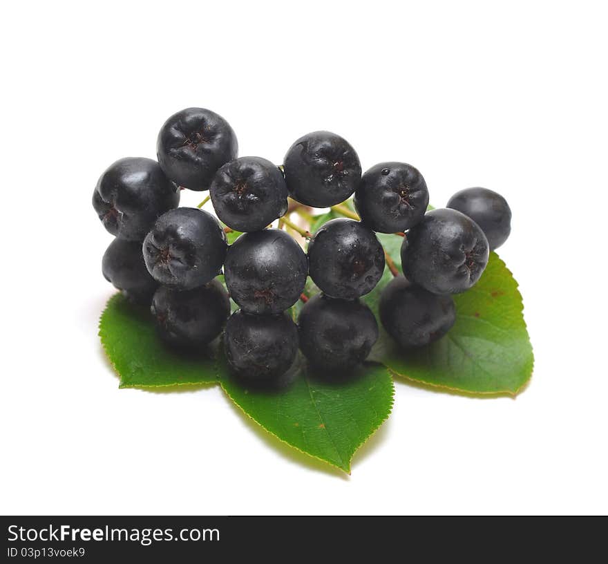 Black chokeberry. Aronia melanocarpa on white