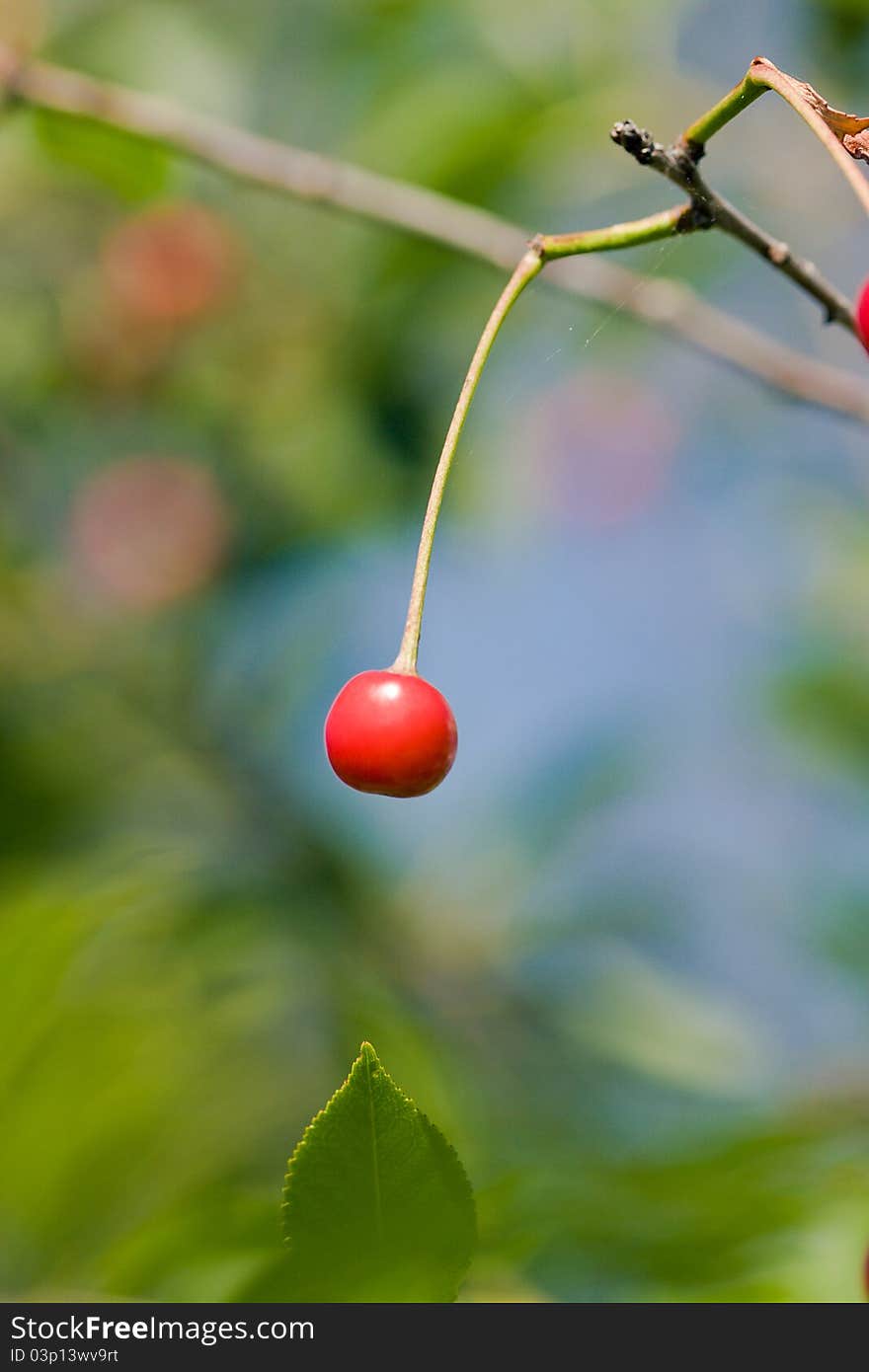 High resolution image of red cherry