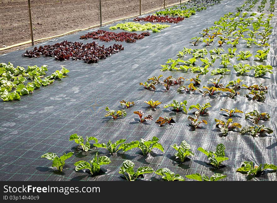 Some plants on a field covered with a plastic carpet. Some plants on a field covered with a plastic carpet