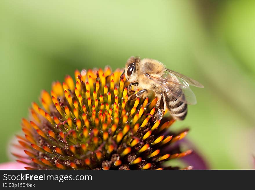 Echinacea flower