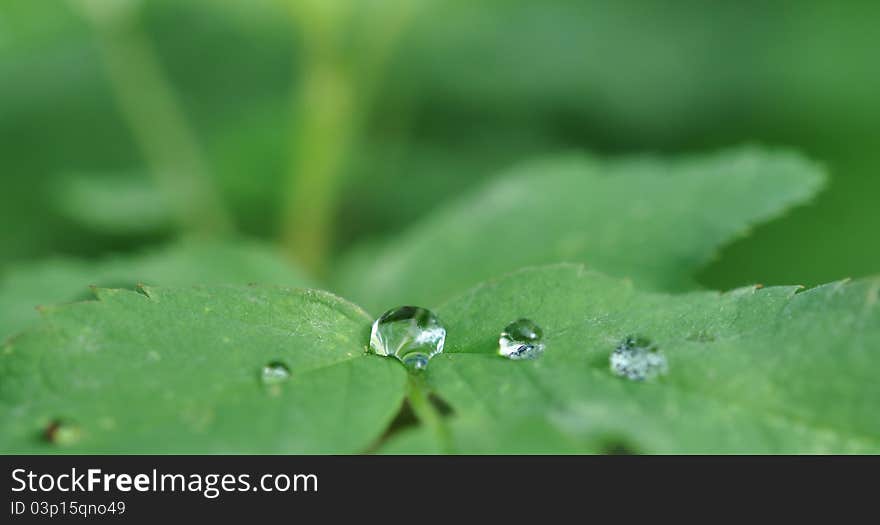 Cristal clear drops on a green leaf