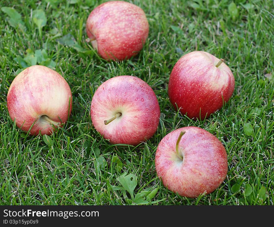 Five apples in the grass