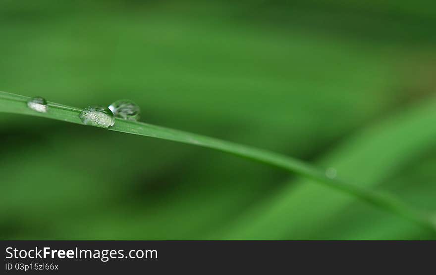 Fresh Grass With Dew Drops