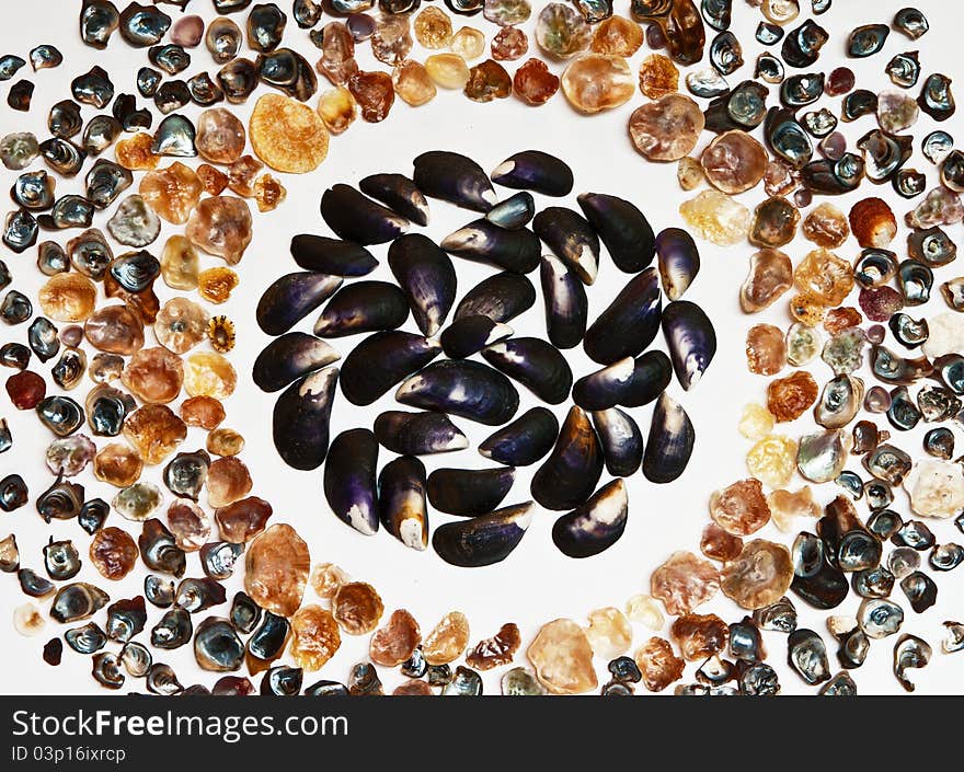 Abstract background made from natural black and colorful seashells of different kinds on white. Abstract background made from natural black and colorful seashells of different kinds on white.