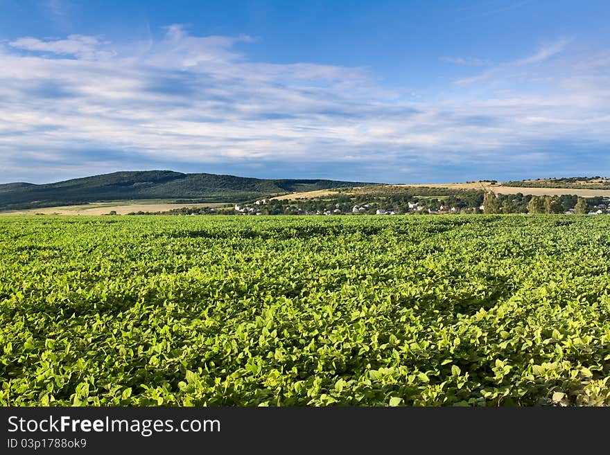 Green cultivated soy field in late summer